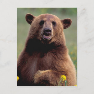 Carte Postale Amérique du Nord, Californie, cannelle Ours noir