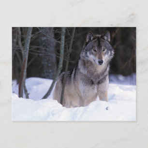 Carte Postale Amérique du Nord, Canada, Est du Canada, Loup gris
