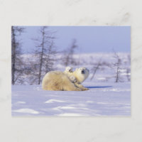 Amérique du Nord, Canada, Manitoba, Churchill. 9