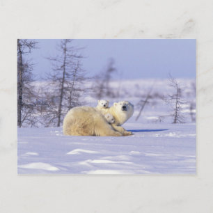 Carte Postale Amérique du Nord, Canada, Manitoba, Churchill. 9