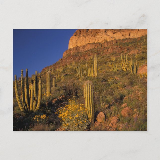 Carte Postale Amérique du Nord, États-Unis, Arizona, Organ Pipe  (Devant)