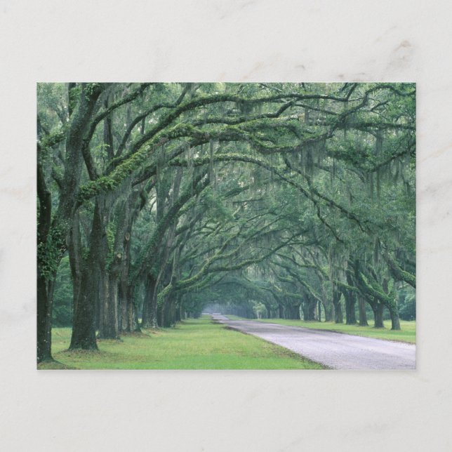Carte Postale Amérique du Nord, États-Unis, Géorgie, Savannah, (Devant)