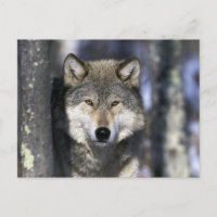 Amérique du Nord, États-Unis, Minnesota. Loup Cani
