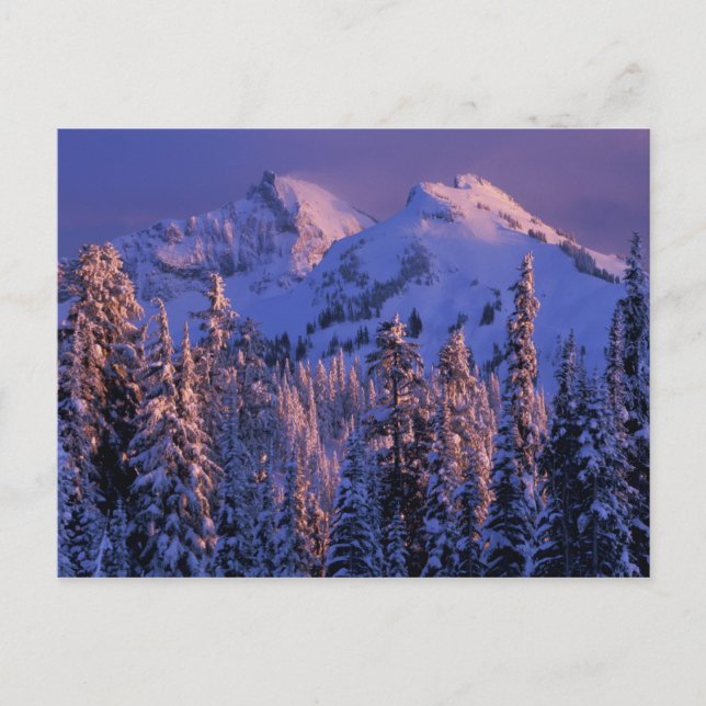 Carte Postale Amérique du Nord, États-Unis, Washington, Mt Raini (Devant)