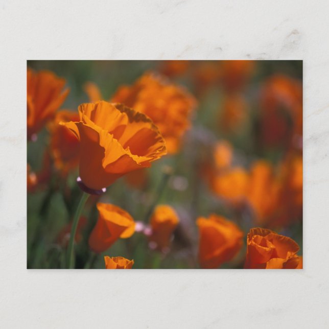 Carte Postale Amérique du Nord, USA, Californie, Antelope Valley (Devant)