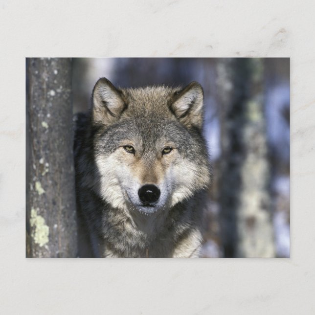 Carte Postale Amérique du Nord, USA, Minnesota. Wolf Canis (Devant)