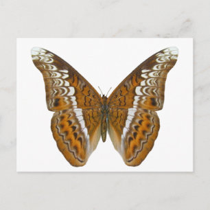 Carte Postale Amiral Butterfly