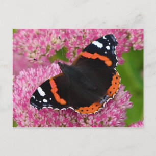 Carte Postale Amiral rouge sur Sedum (Joie d'automne)