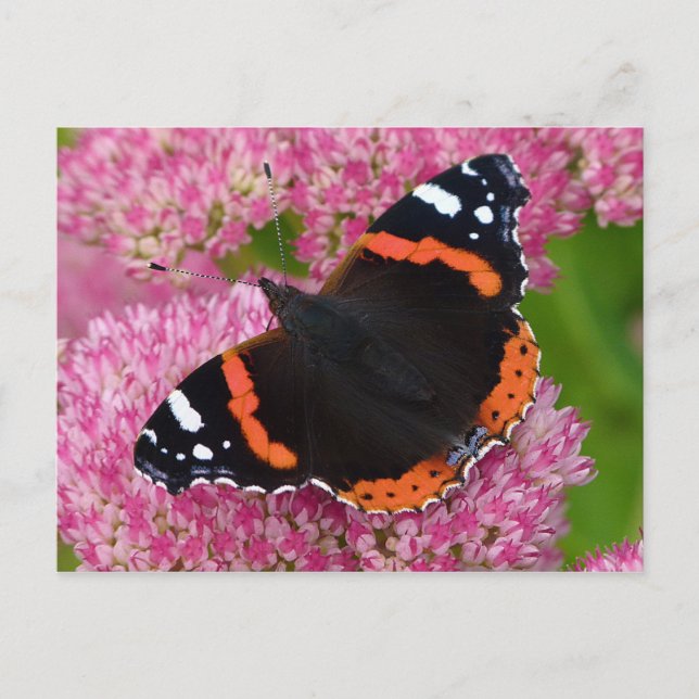 Carte Postale Amiral rouge sur Sedum (Joie d'automne) (Devant)