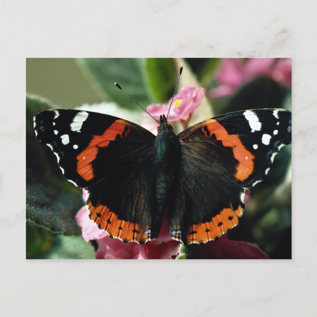 Carte Postale Amiral rouge, Vanessa atalanta (Devant)