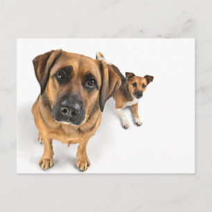 Carte Postale amis