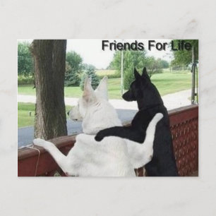 Carte Postale amis