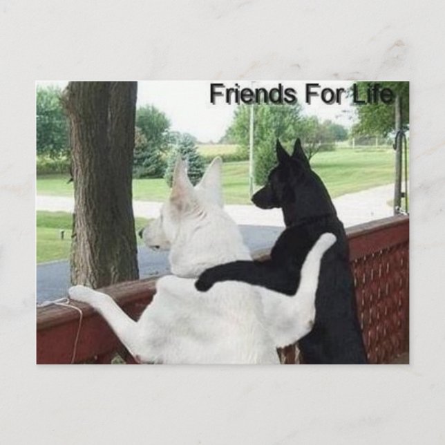Carte Postale amis (Devant)