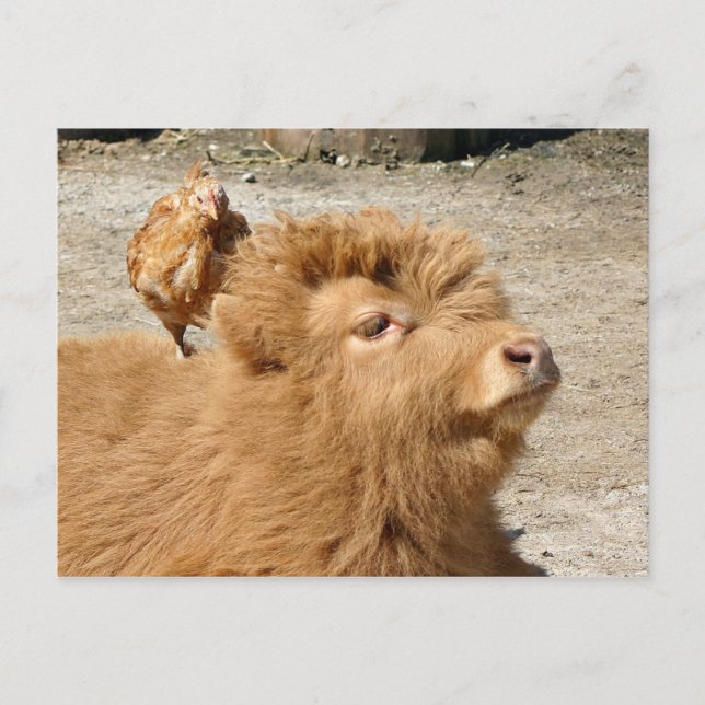 Carte Postale amis Barnyard (Devant)
