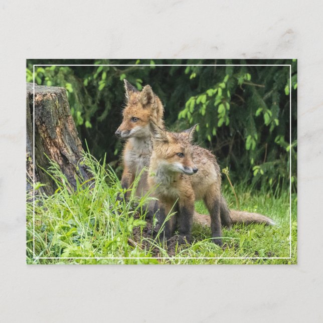 Carte Postale Amis de Rainy Day (Devant)