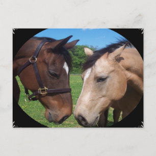 Carte Postale Amis du cheval