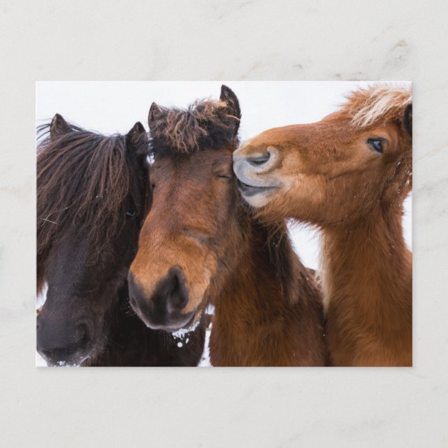Carte Postale Amis islandais du cheval, Islande (Devant)