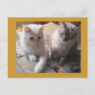 Carte Postale Amis joyeux