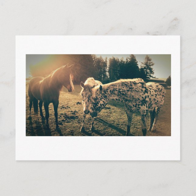Carte Postale Amis sur les routes rurales (Devant)