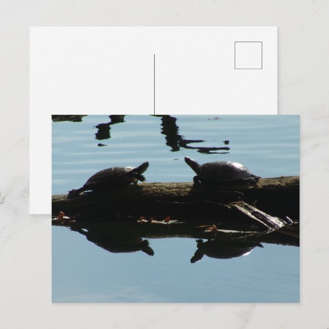 Carte postale Amis Tortue Bébé (Devant / Derrière)