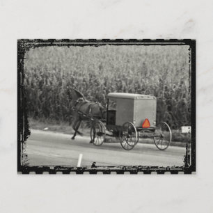 Carte Postale Amish Buggy Monochrome