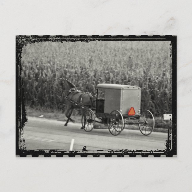 Carte Postale Amish Buggy Monochrome (Devant)