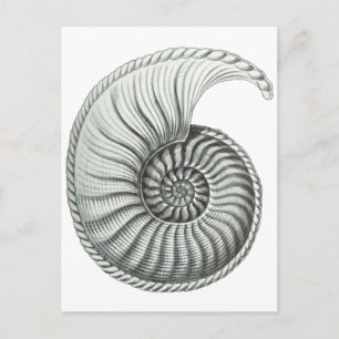 Carte Postale Ammonite