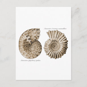 Carte Postale Ammonites