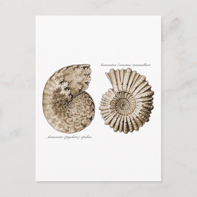 Carte Postale Ammonites (Devant)
