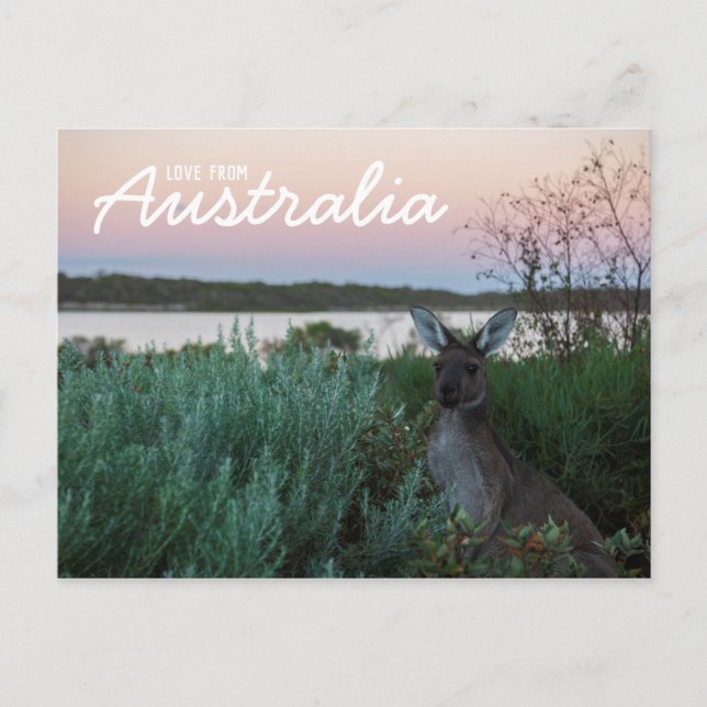Carte Postale Amour d'Australie Coucher de soleil kangourou lac  (Devant)
