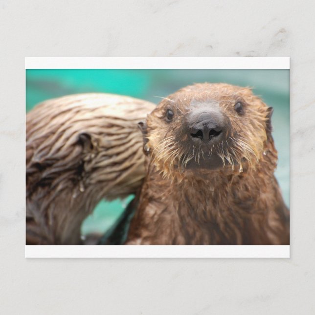 Carte Postale Amour de la loutre de mer (Devant)