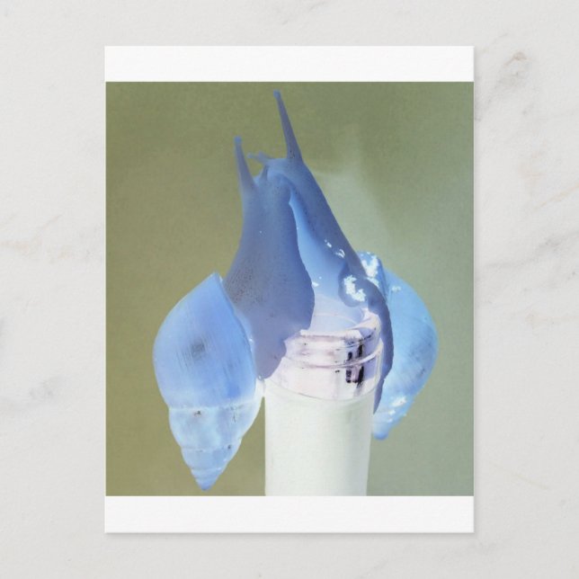 Carte Postale Amour des escargots (Devant)