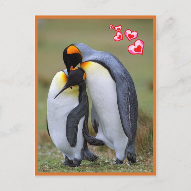 Carte Postale Amour des pingouins (Devant)