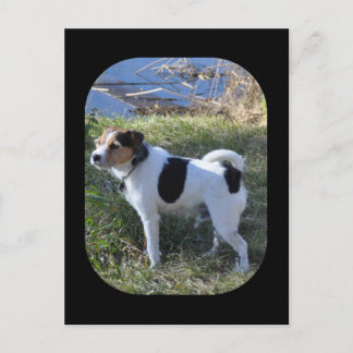 Carte Postale Amour du chien par Janz Jack Russell