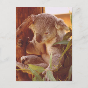Carte Postale Amour Koala