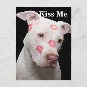 Carte Postale Amour Pitbull modifiable