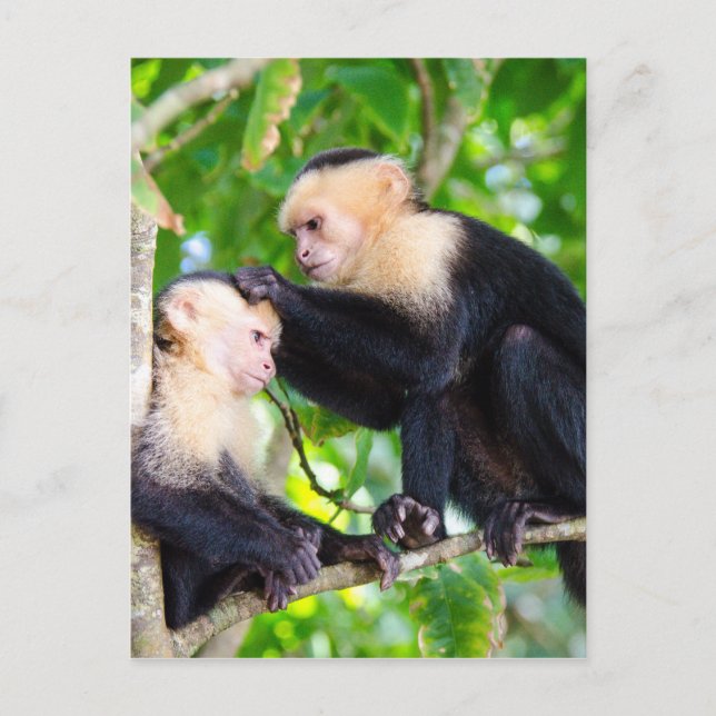 Carte Postale Amour singe (Devant)