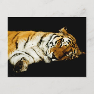 Carte postale Amur couché