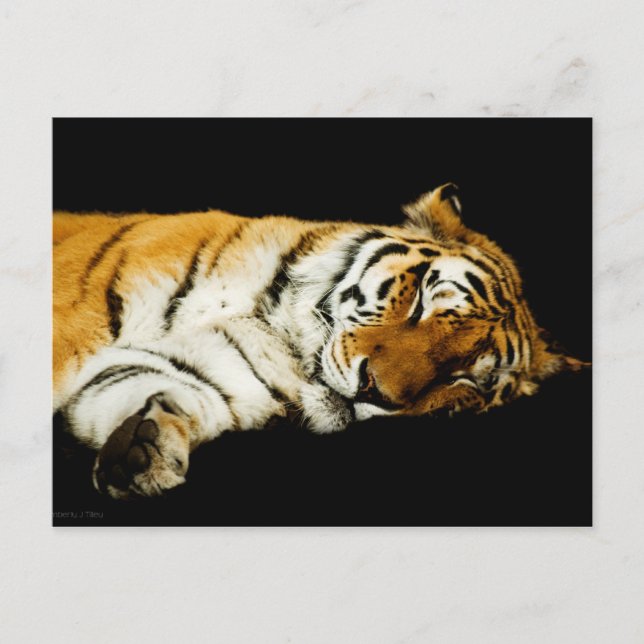 Carte postale Amur couché (Devant)