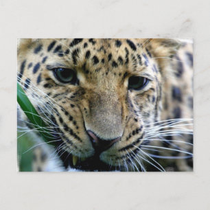 Carte postale Amur Leopard