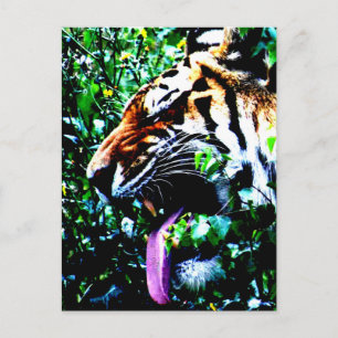 Carte Postale Amur Tiger pccnm