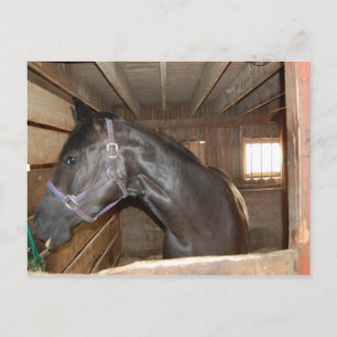 Carte Postale Amusants BarnHorse
