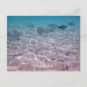 Carte Postale Amusants Maldives Coral Fish White Sand Lagoon