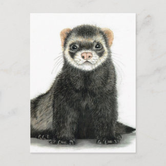 Carte Postale Amusement de furet !