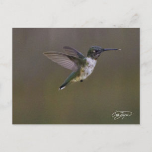 Carte Postale Amusement d'été