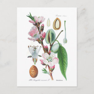 Carte Postale Amygdalus communis (Amande)