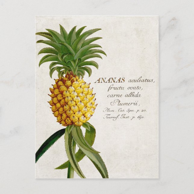 Carte Postale Ananas vintage (Devant)