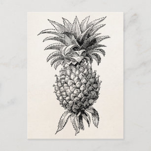 Carte Postale Ananas vintage des années 1800