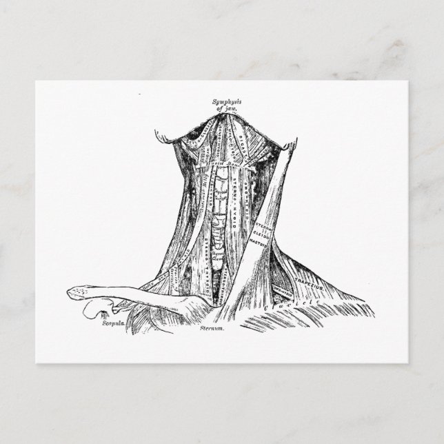 Carte Postale Anatomie Anatomie Muscles D'Illustration Du Cou (Devant)