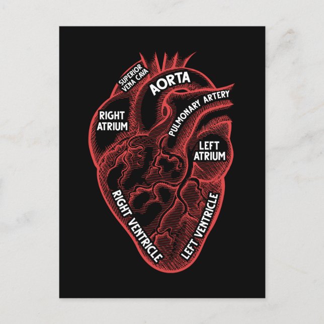 Carte Postale Anatomie cardiaque Cardiologie de l'éducation (Devant)